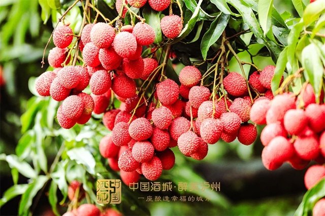关注 | 今年能实现“合江荔枝自由”吗? 答案来了(图2) 2.jpg