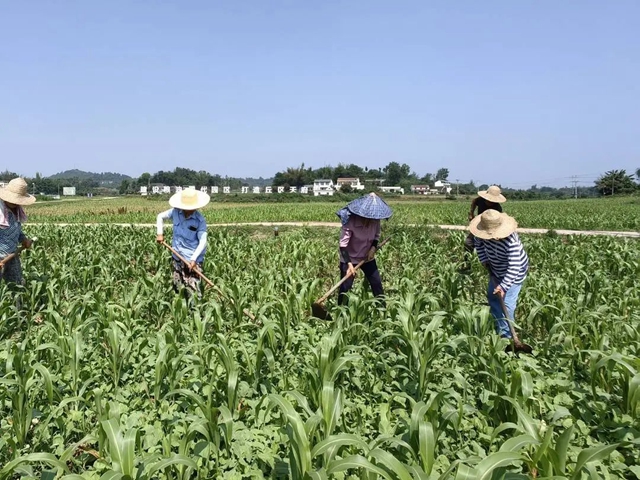 专稿|从一穗红高粱看宜泸原粮基地如何冲锋“世界级”(图3) 微信图片_20240603095058.jpg