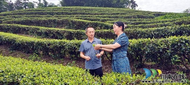 图2：茶产业美了乡村鼓钱袋.jpg