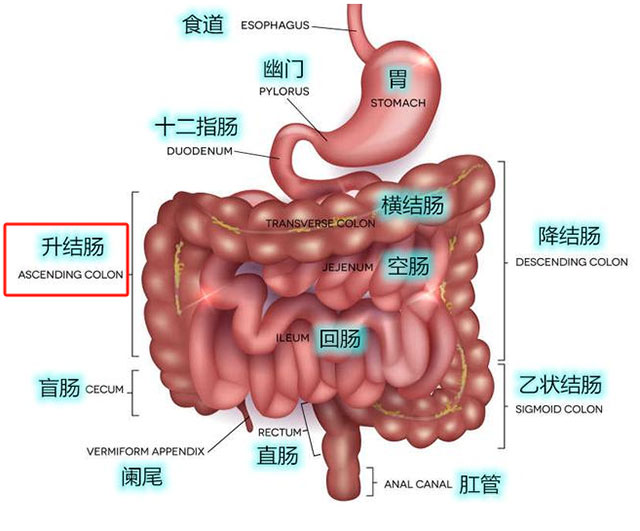 【围观】泸州一男子确诊肠癌后自行治疗！结果……