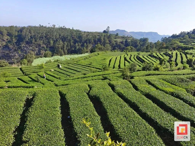 逆天了！荣县双古茶，一“杯”竟值14.74亿