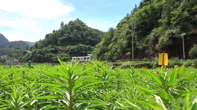 古蔺赶黄草产业园区：万张黄板纸上线 “绿色”防治千万虫