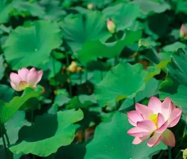 赏花、拍照、逛乐园......一起坐公交探寻酒城美景吧~