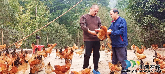 纳溪区龙蟠村支书李文海：弃商返乡当支书，带出生态“土鸡村”