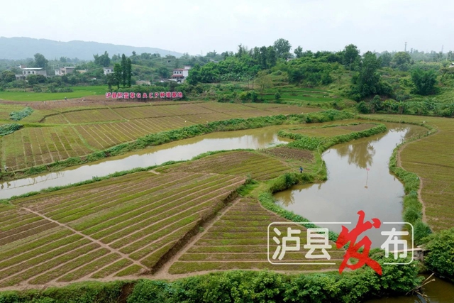 惊叹！泸县这棵小草获得“国际认证”