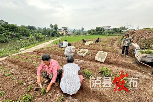 惊叹!泸县这棵小草获得“国际认证”(图2) 微信图片_20240627101034.jpg