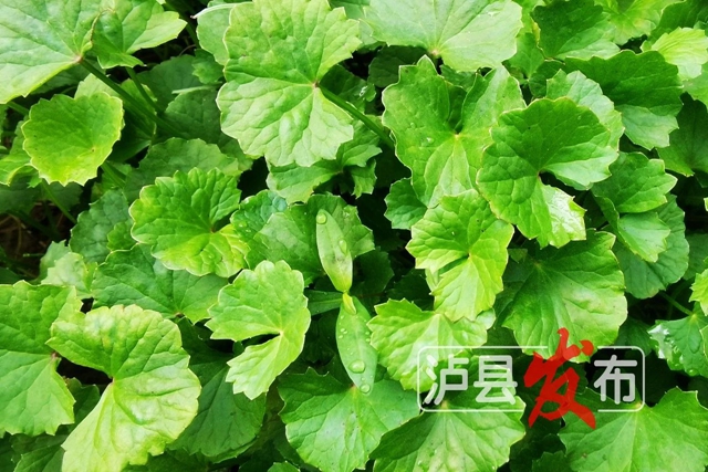 惊叹!泸县这棵小草获得“国际认证”(图3) 微信图片_20240627101039.jpg