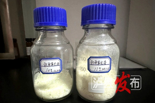 惊叹!泸县这棵小草获得“国际认证”(图4) 微信图片_20240627101043.jpg