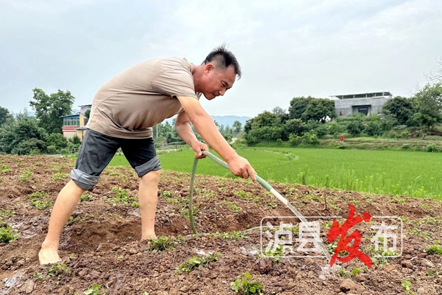 惊叹!泸县这棵小草获得“国际认证”(图5) 微信图片_20240627101049.jpg
