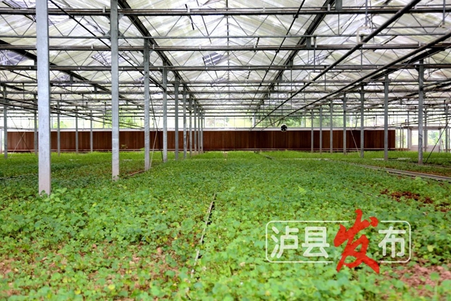 惊叹!泸县这棵小草获得“国际认证”(图6) 微信图片_20240627101053.jpg