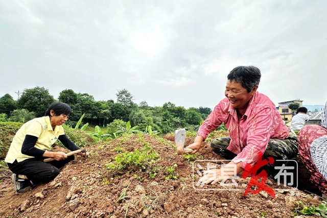 惊叹!泸县这棵小草获得“国际认证”(图7) 微信图片_20240627101057.jpg