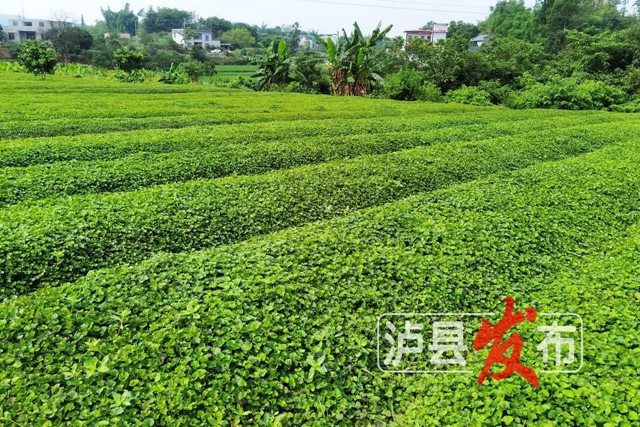 惊叹!泸县这棵小草获得“国际认证”(图8) 微信图片_20240627101102.jpg