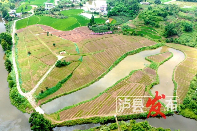 惊叹!泸县这棵小草获得“国际认证”(图11) 微信图片_20240627101123.jpg