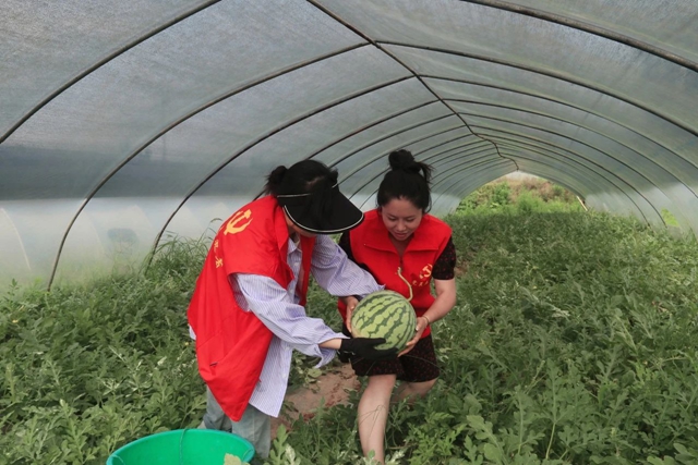 单个成熟西瓜可达16斤，泸县喻寺镇大棚西瓜迎丰收