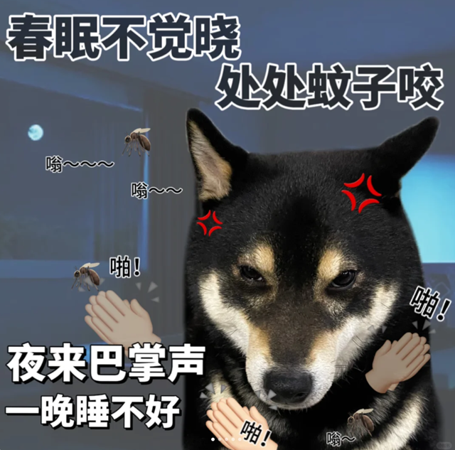 没想到令我失眠的，不是爱情，而是蚊子……