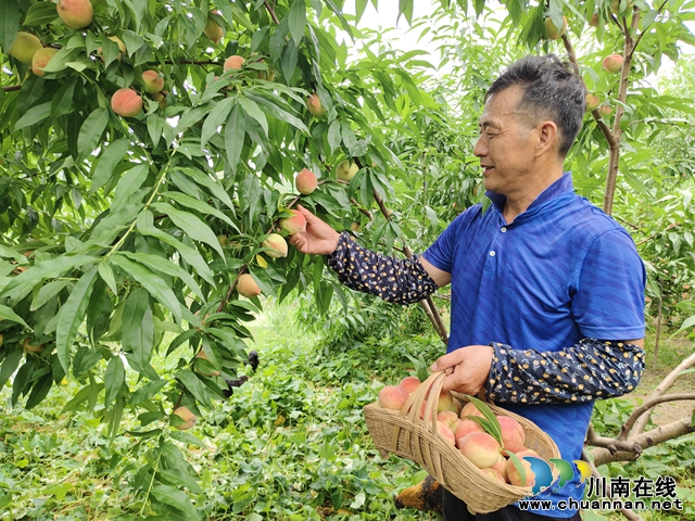 泸县天兴镇：甜蜜盛夏，生态鲜桃采摘忙