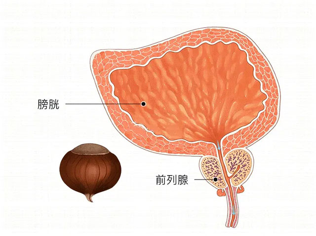 【好奇】前列腺出问题会影响性功能吗？羞羞的知识又增加了