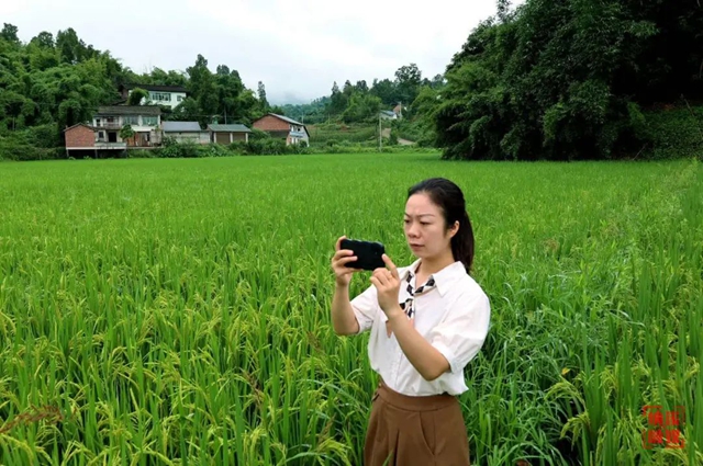 纳溪：地上巡、天上看 田长“慧眼”守良田