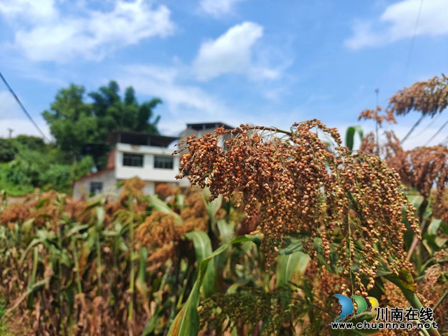 宜宾南溪区长兴镇：“粮成美景”亦是增收“钱”景
