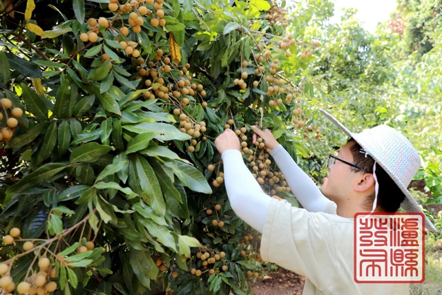 预计产量7万吨！泸县龙眼正陆续上市（附订购方式）