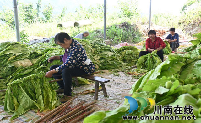 古蔺箭竹：片片“黄金叶”，圆了农户增收致富梦