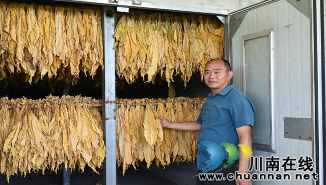 古蔺箭竹:片片“黄金叶”,圆了农户增收致富梦(图3) 图片3.jpg