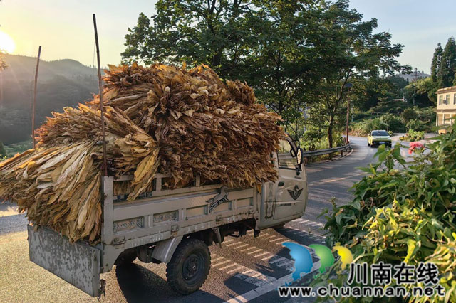 古蔺箭竹:片片“黄金叶”,圆了农户增收致富梦(图4) 图片4.jpg