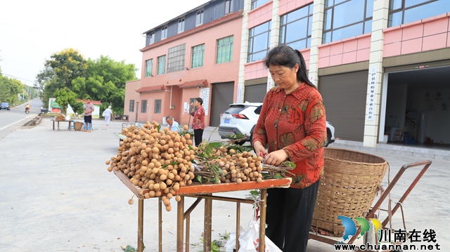 泸县云龙镇：小龙眼长成大产业，“小金果”促振兴