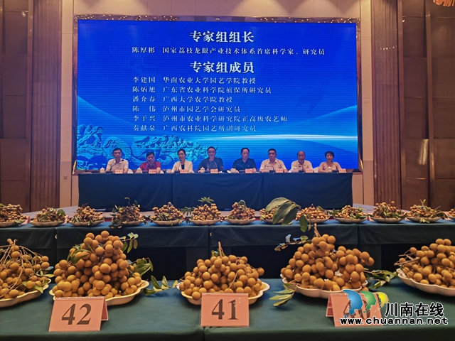 良种高换成高价｜泸县打造“我最喜爱的龙眼”