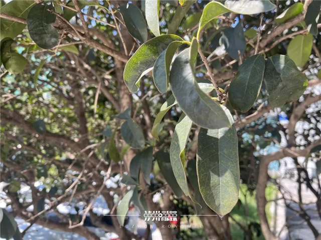 今年，泸州的桂花为何“爽约”了？