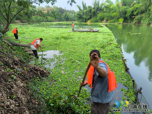 龙马潭区鱼塘街道：清除水葫芦，呵护水生态