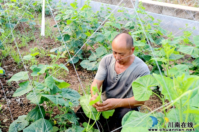 龙马潭：本地秋季蔬菜陆续上市 丰富百姓“菜篮子”