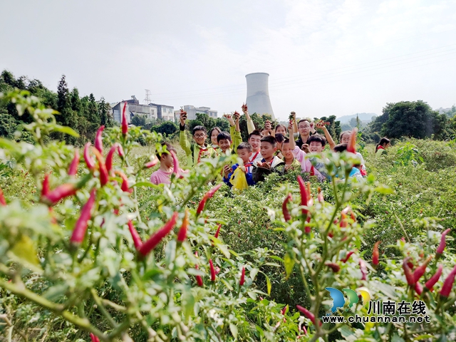 叙永县龙凤镇中心小学校：畅享辣椒采摘之乐