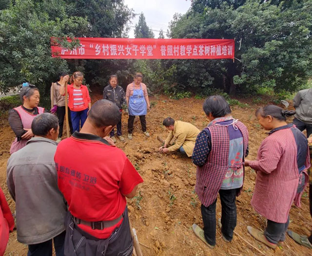 以“叶”兴业|纳溪区打古镇普照村“乡村振兴 女子学堂”举办茶树种植培训(图2) 2.jpg