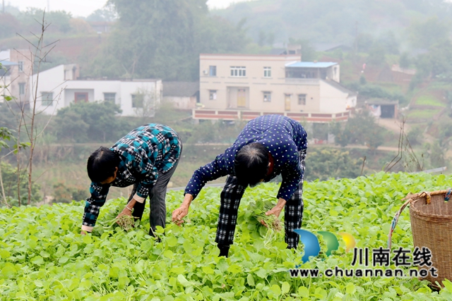 龙马潭：油菜种植助力“一地多收”，秋闲田变增收地