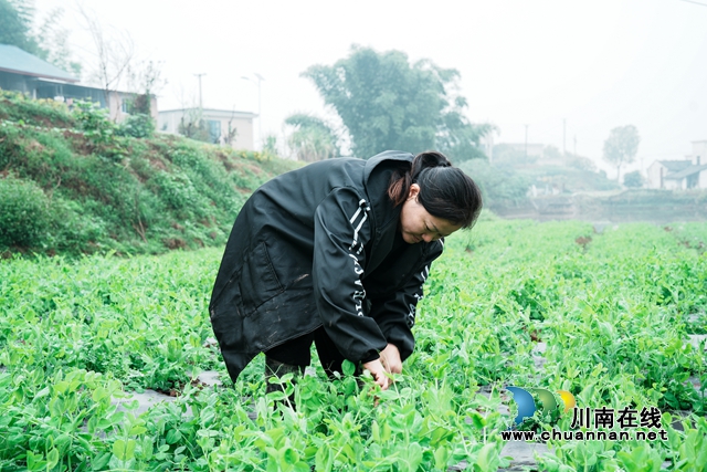 泸县玉蟾街道：豌豆尖抢“鲜”上市