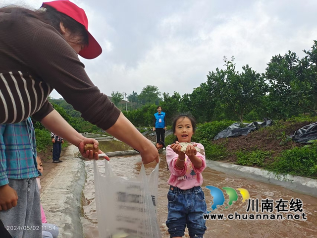 纳溪：果鱼共生 循环种养鱼肥果香