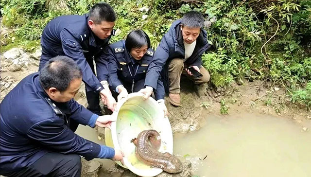泸州村民清理沟渠清出国家二级重点保护动物(图2) 2.jpg