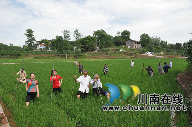 乡贤入校传技艺 非遗传承增活力┃泸县玄滩薅秧歌走进校园焕发活力(图2) 玄滩薅秧歌薅秧表演(高大源摄).jpg