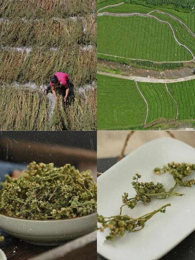 一场中医药产业对接会,泸州底气和收获何在?(图9) 8.jpg