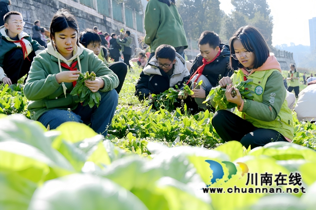 叙永县龙凤镇中心小学校：劳动实践出成果，校园蔬果买卖忙