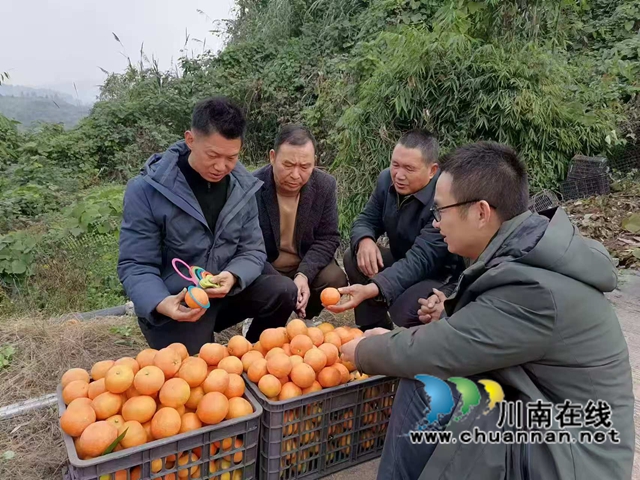 情系家乡 振兴乡村｜泸县退役军人朱上友返乡创业带动村民增收致富