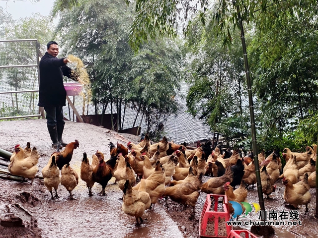 纳溪新乐镇龙蟠村：种养并举，“竹”就生态致富路