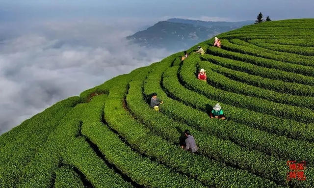 “纳溪特早茶”登上四川卫视黄金时段！DeepSeek你是懂纳溪的！