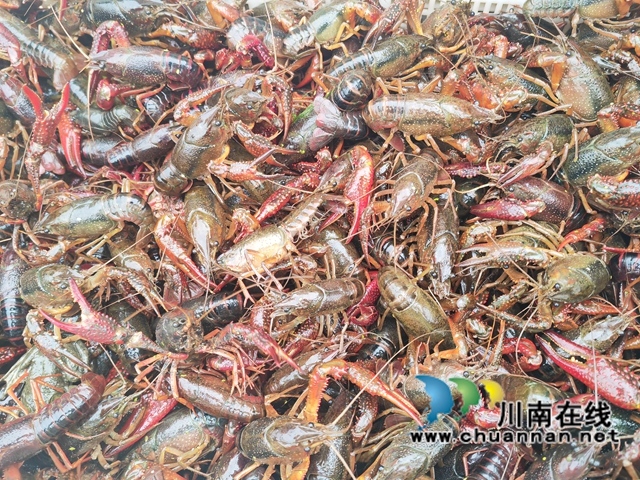 准备上市的商品小龙虾（曾佐然摄）.jpg