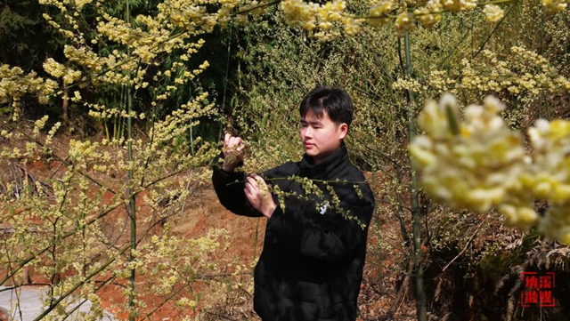 纳溪区龙车镇：木姜花又开，游客逐香来
