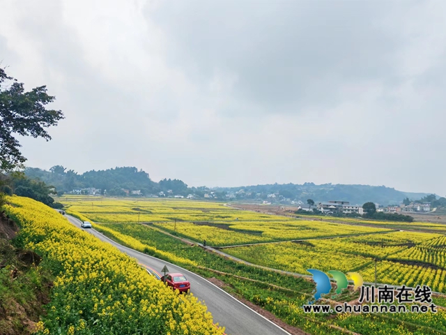 汽车开进油菜花海（曾佐然摄）.jpg