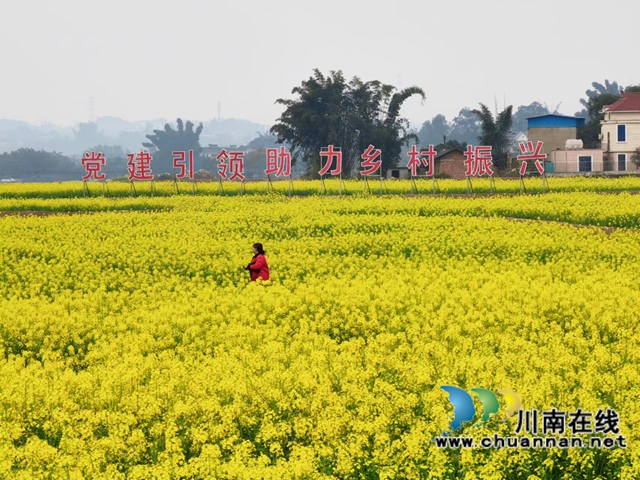 泸县油菜花赋