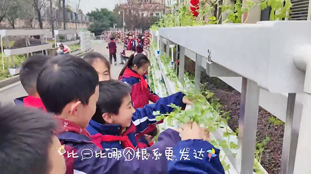 一校一景 | 泸州这所学校的无土栽培劳动实践基地来啦
