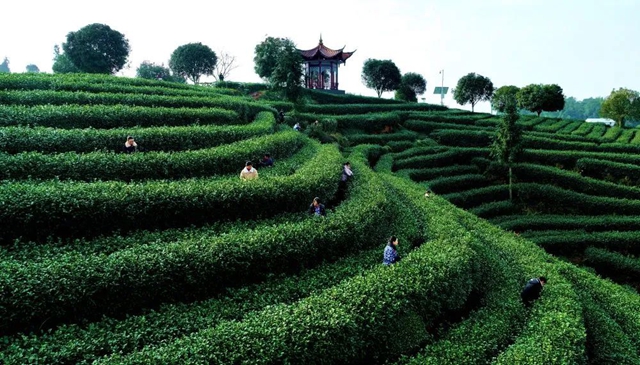 纳溪：千年早茶向新求变